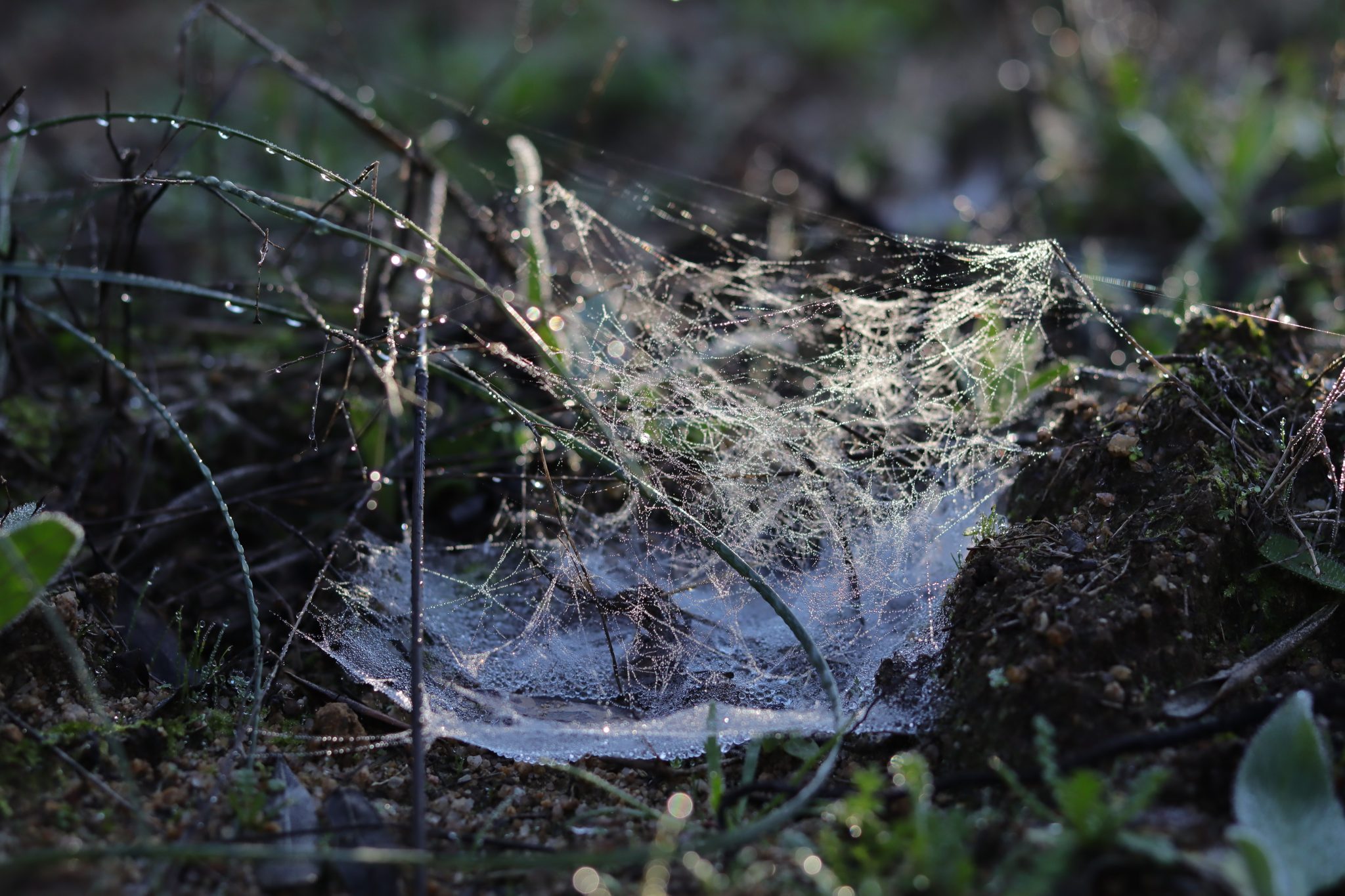 Alexandre Rodriguez 01