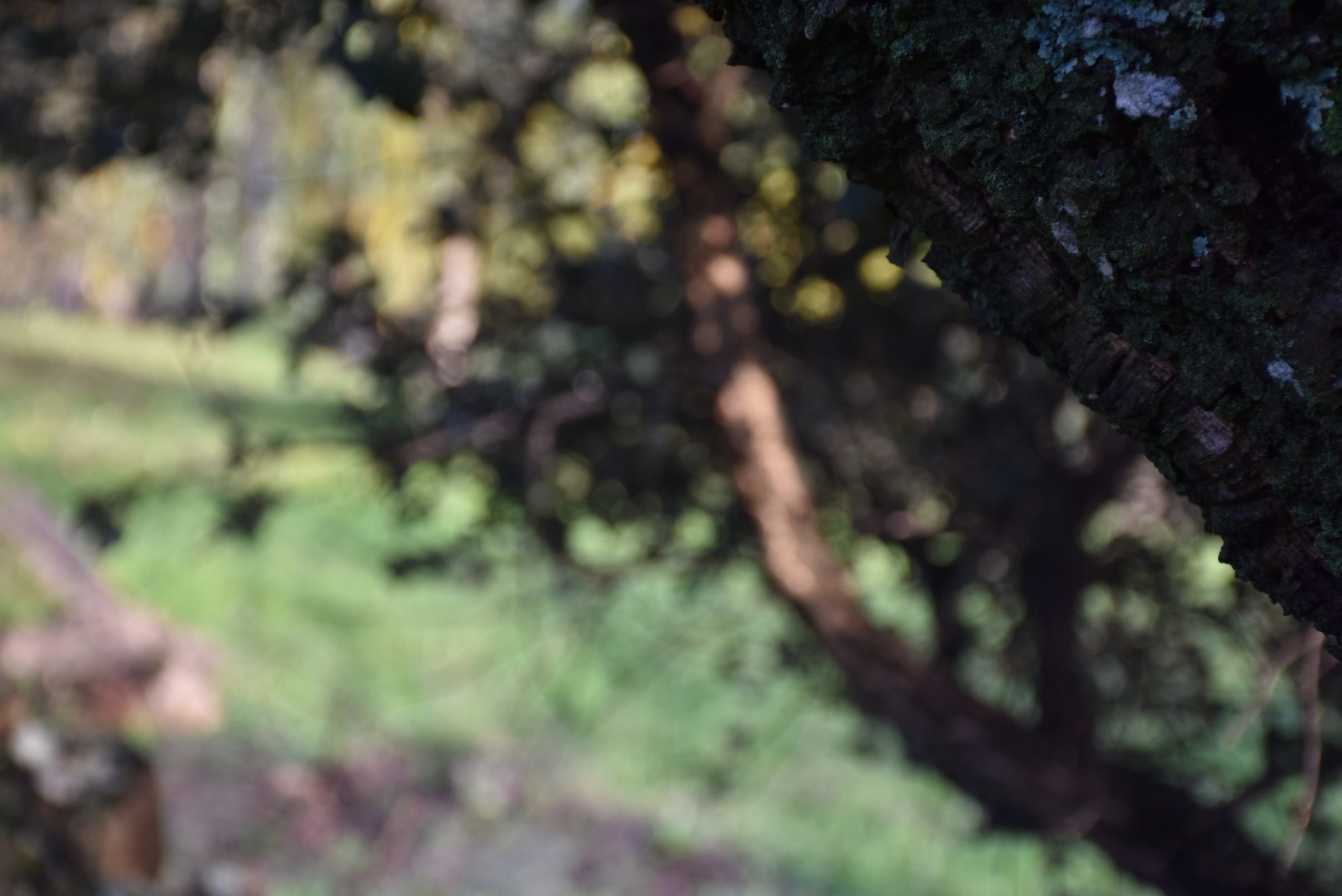 Andreia_Soares (DA 2) Sobreiro