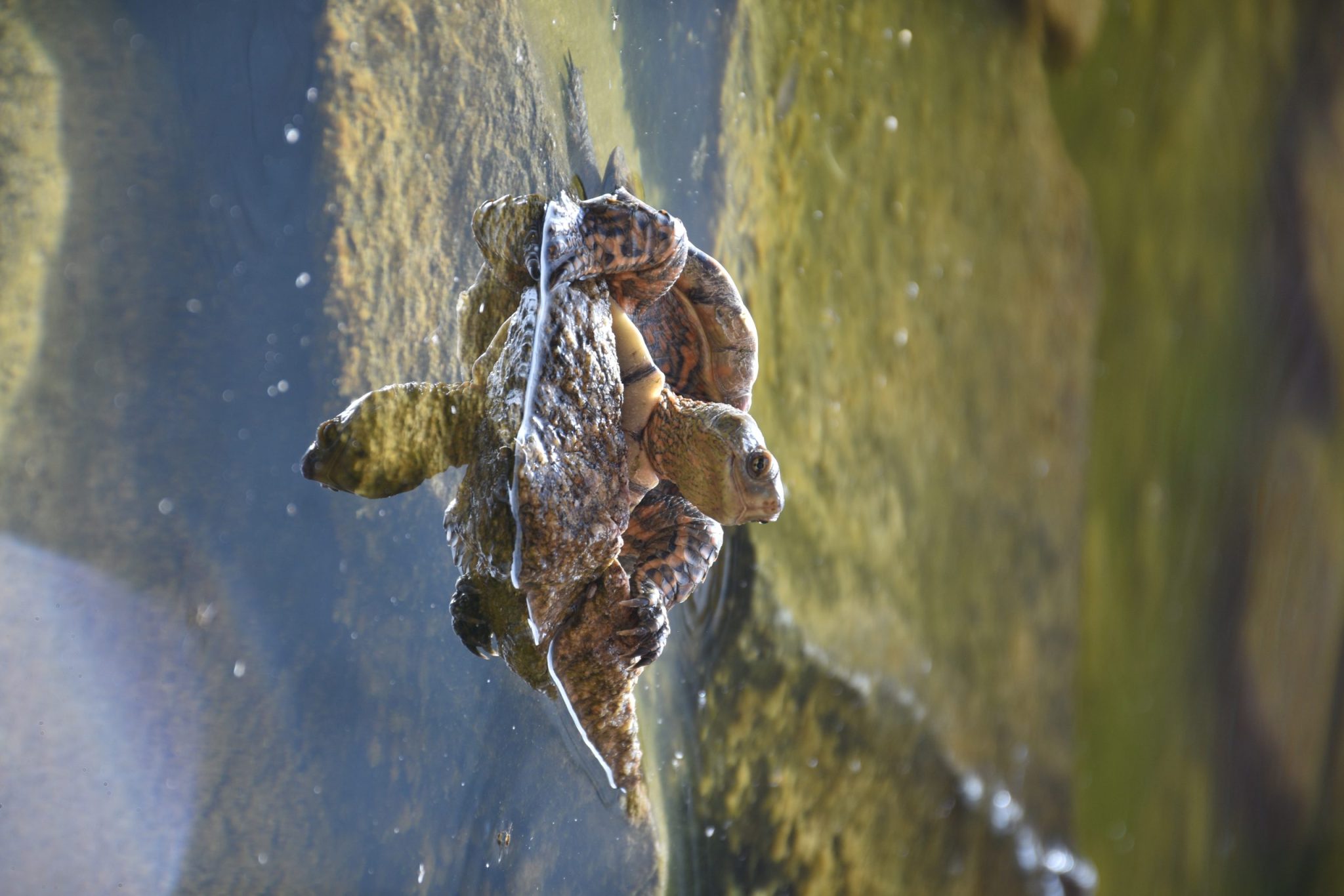 Cágado-Mediterrânico (https___www.biodiversity4all.org_)