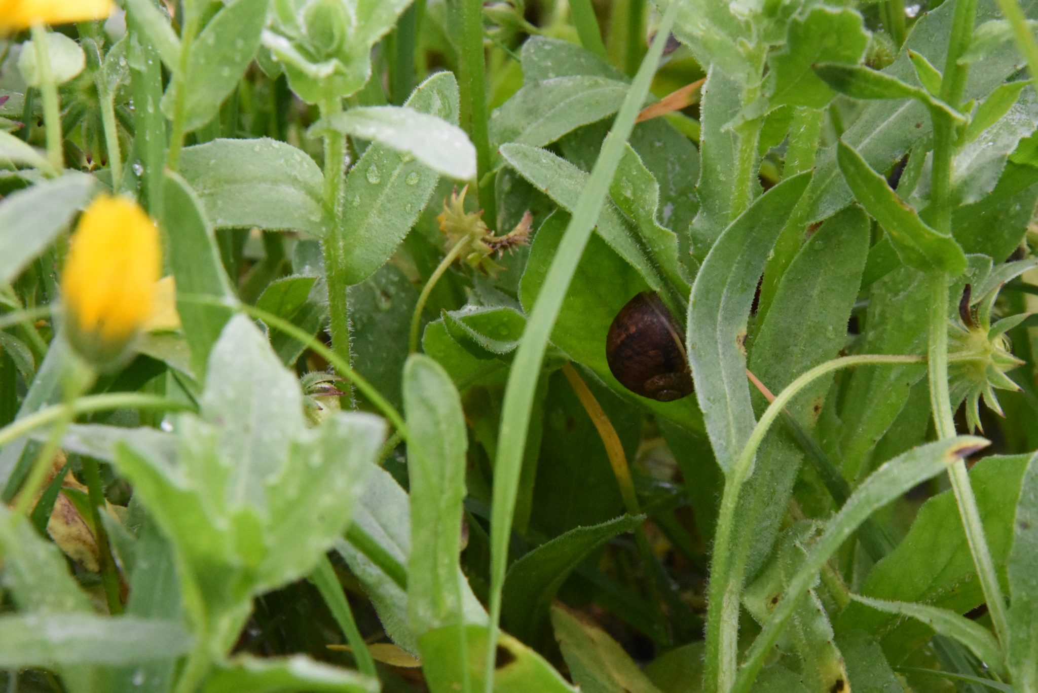 Carolina Serra (DA 2)_ Caracoleta