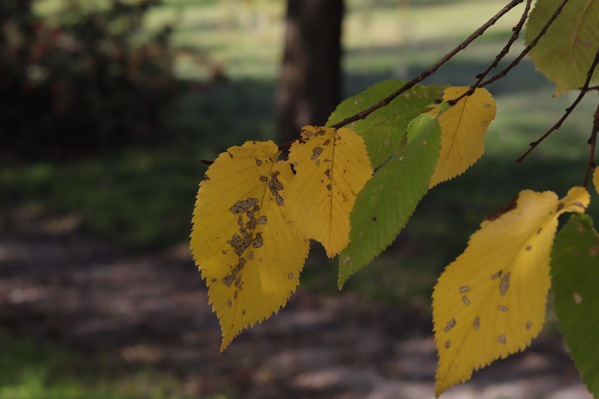 _Choupo-Negro (Populus nigra)_Biodiversity4all.org