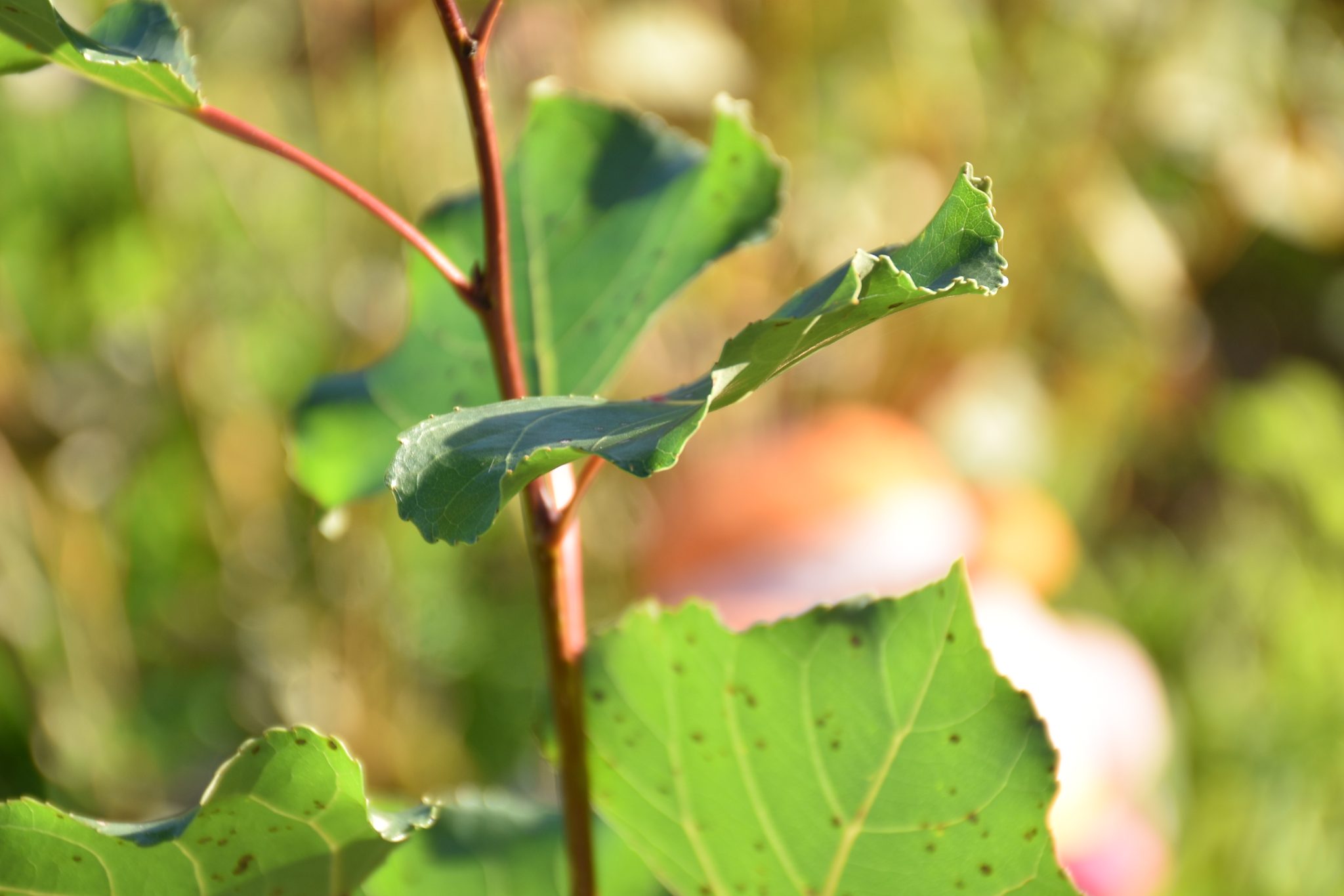 Choupo-negro (Papulis nigra) _https___www.biodiversity4all.org_ (1)