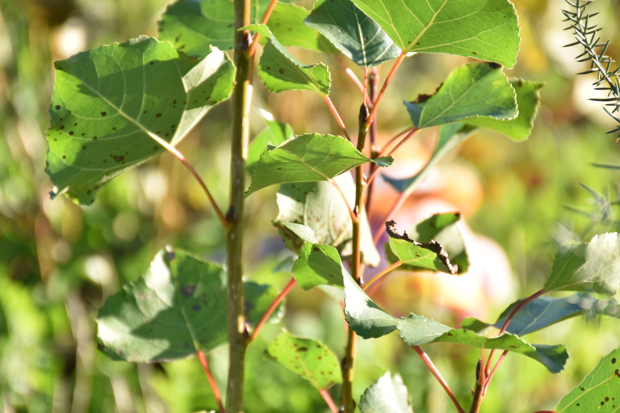 Choupo-negro (Papulis nigra) _https___www.biodiversity4all.org_