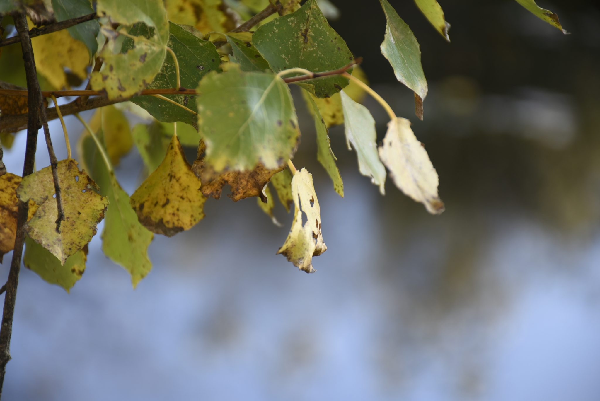 Choupo-negro _ Populis nigra (https___www.biodiversity4all.org_)