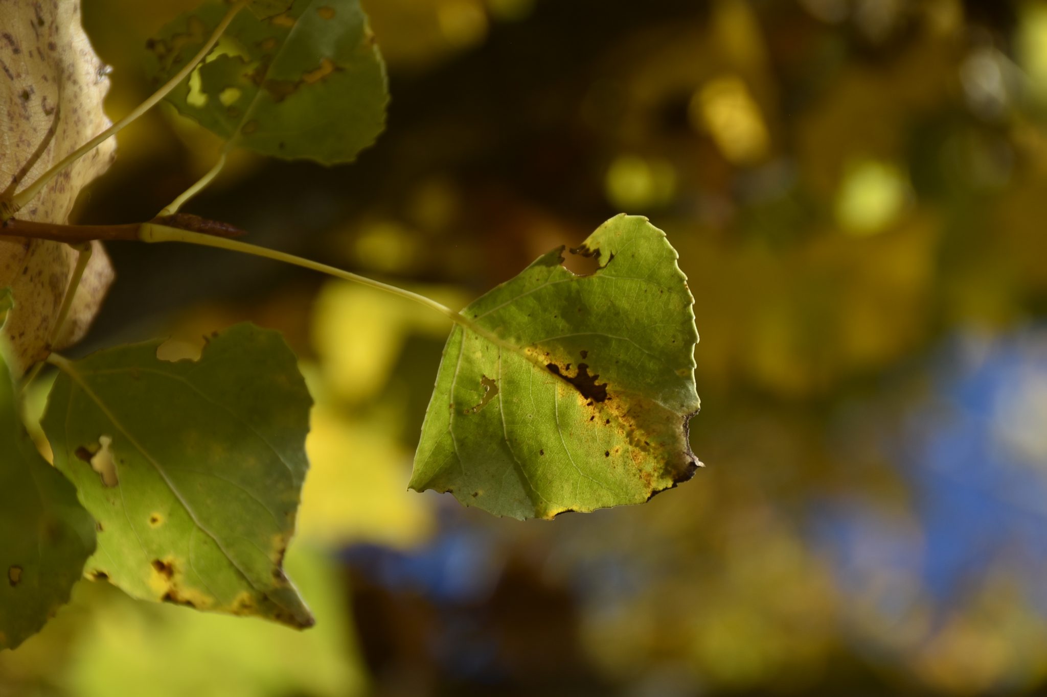 Choupo-negro_ Populis nigra (https___www.biodiversity4all.org_).