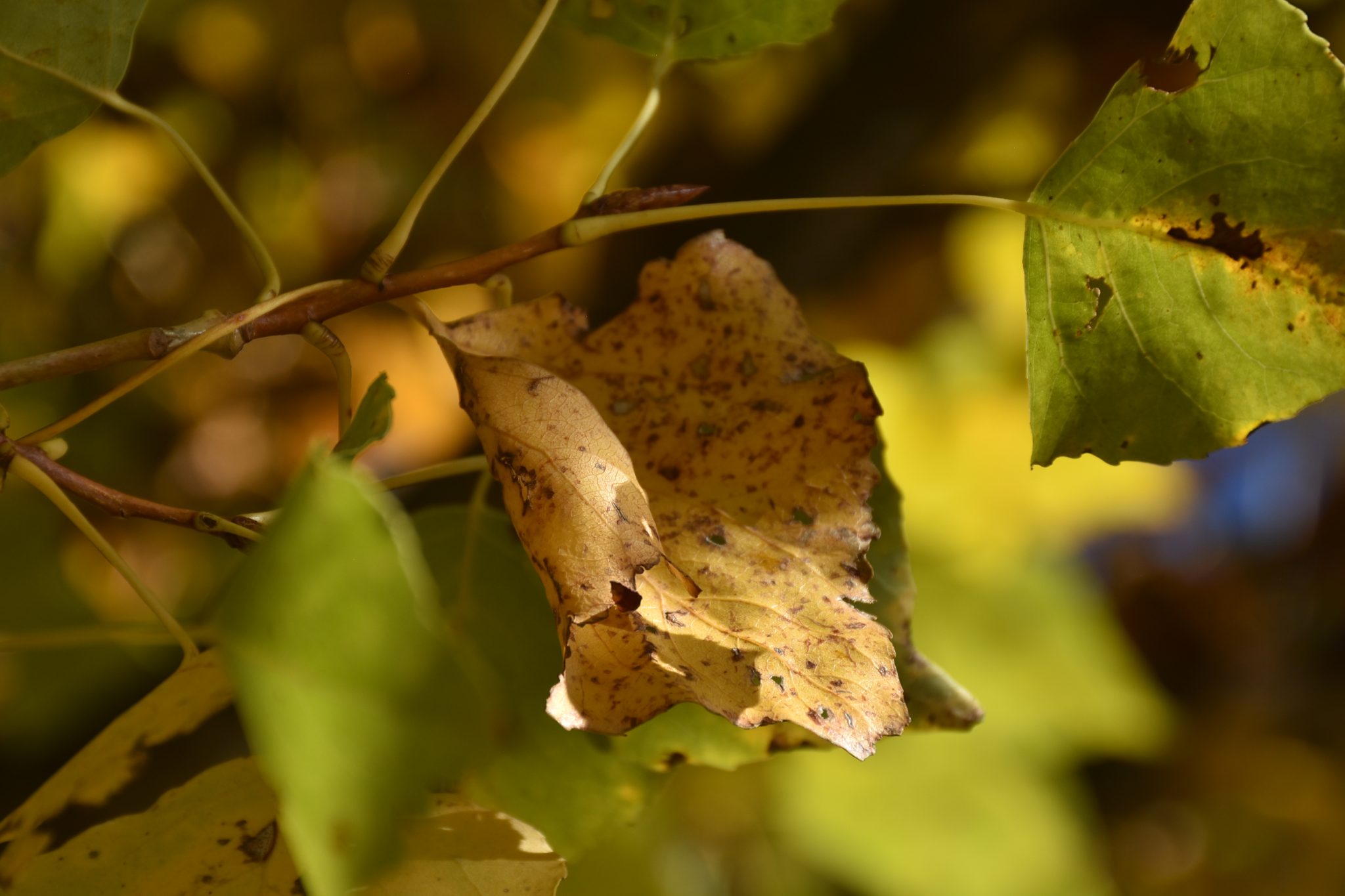 Choupo-negro_ Populis nigra (https___www.biodiversity4all.org_)