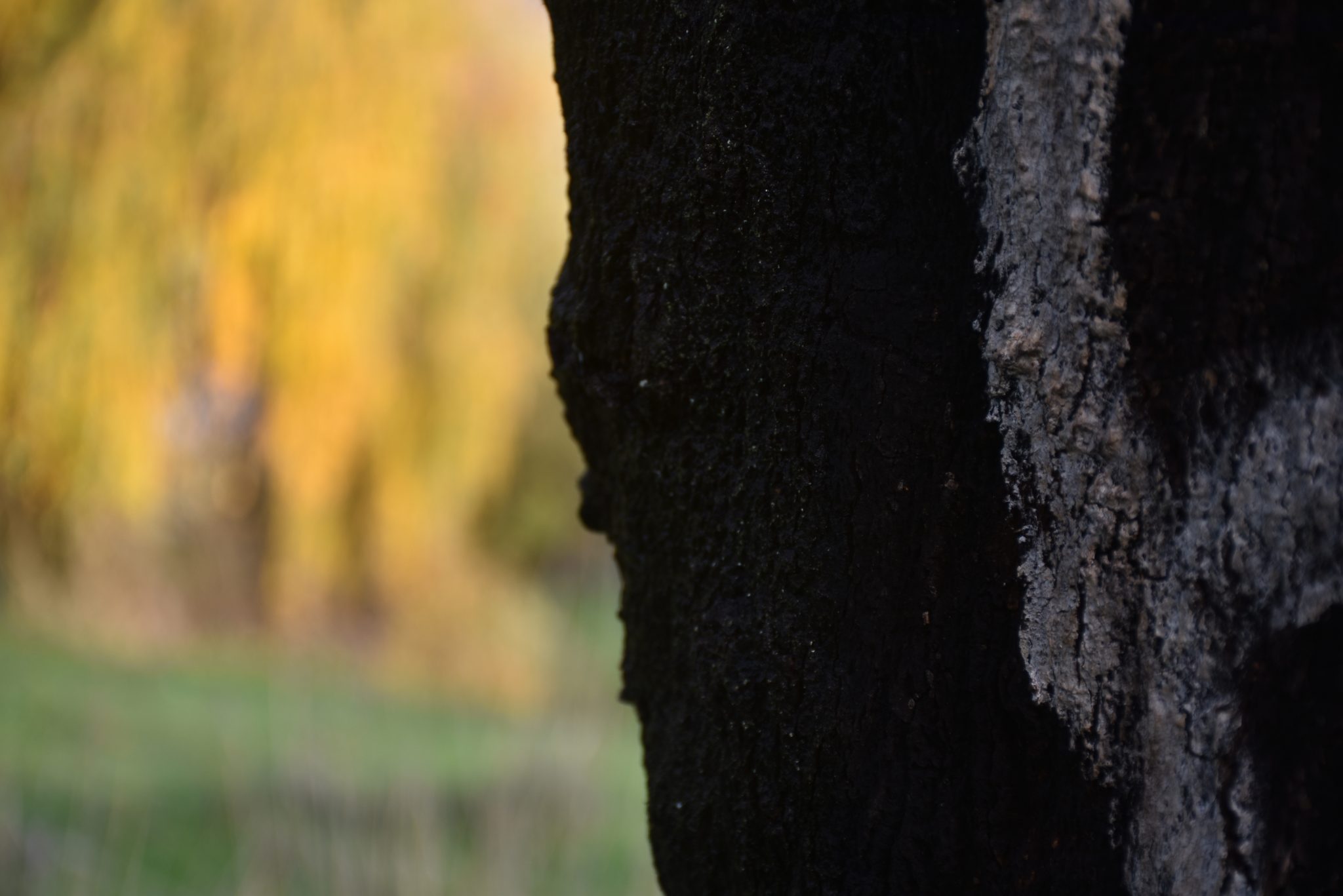 Claudia Vieira - Pequena profundidade