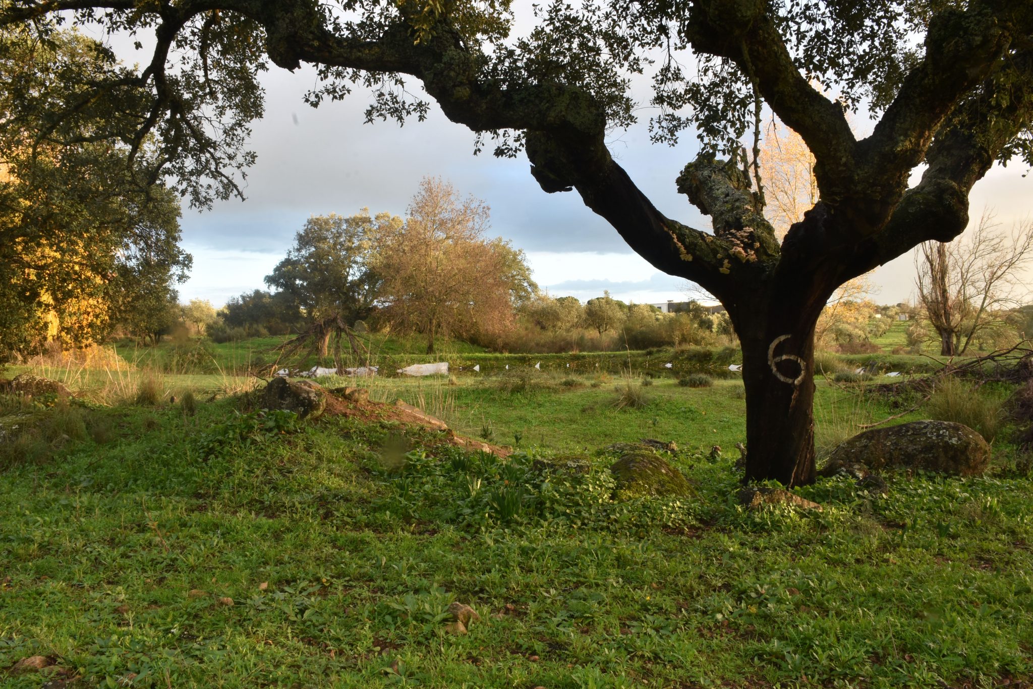 Claudia-Vieira_-Sobreiro