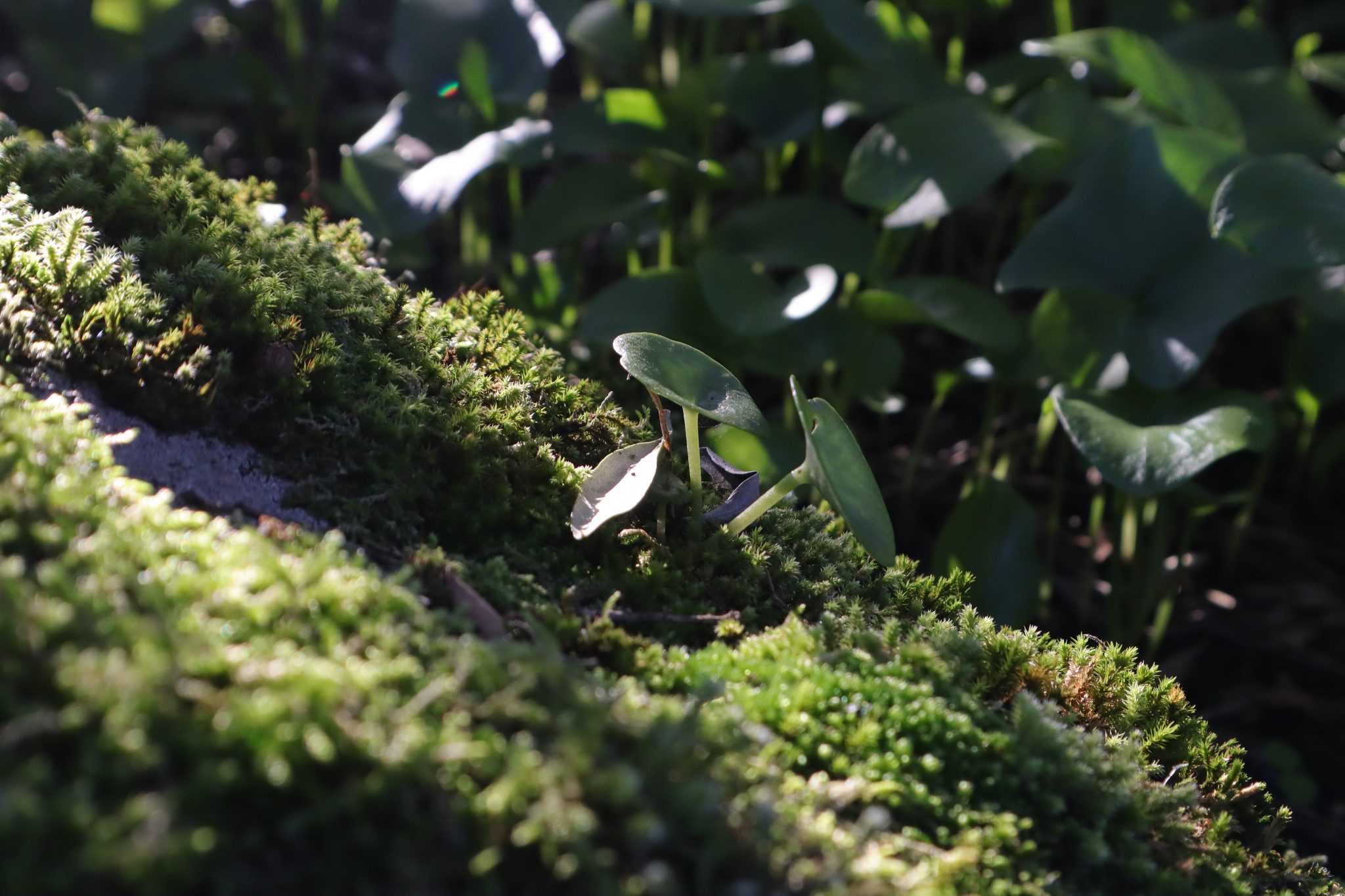 Conchelos (Umbilicus rupestris)_Biodiversity4all.org