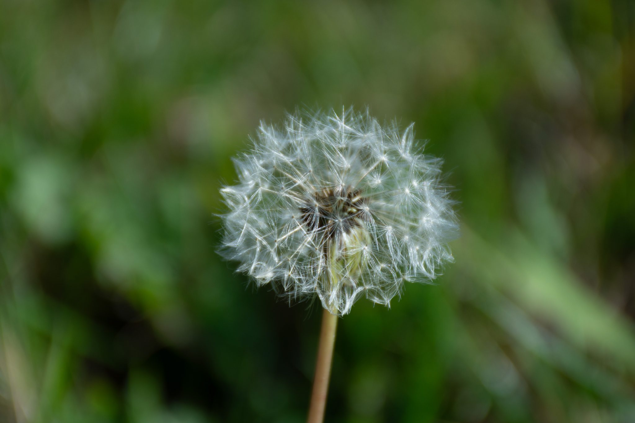 Dente de Leão (Sofia Lousa). raw