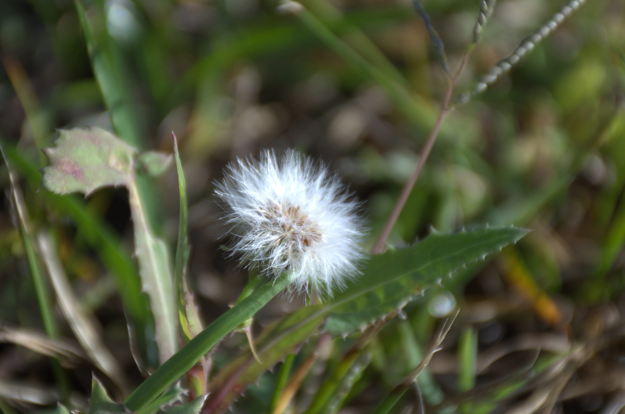 Dente de Leão (Taraxacum officinale)