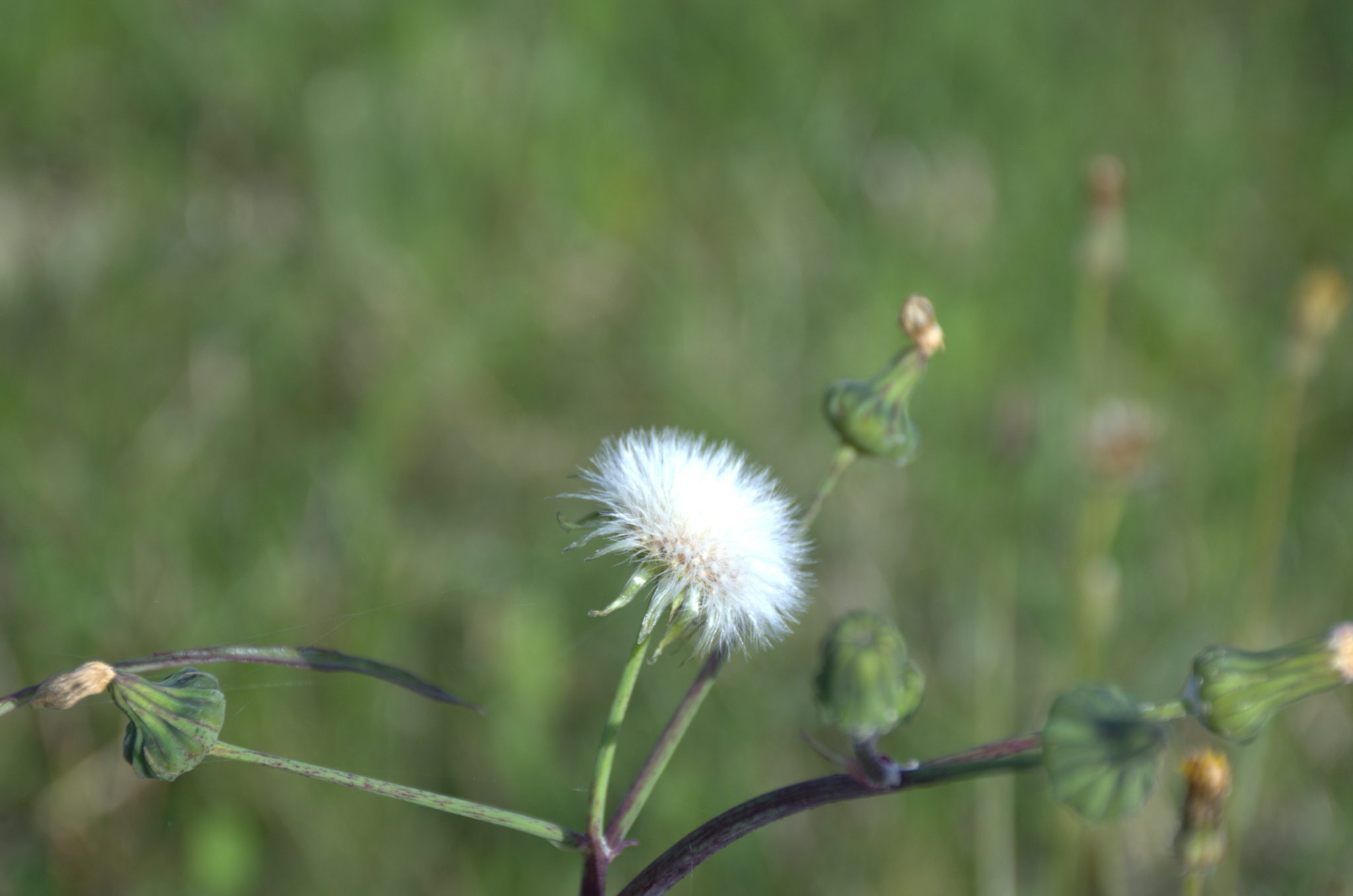 Dente de leão (Taraxacum officinale) (1)