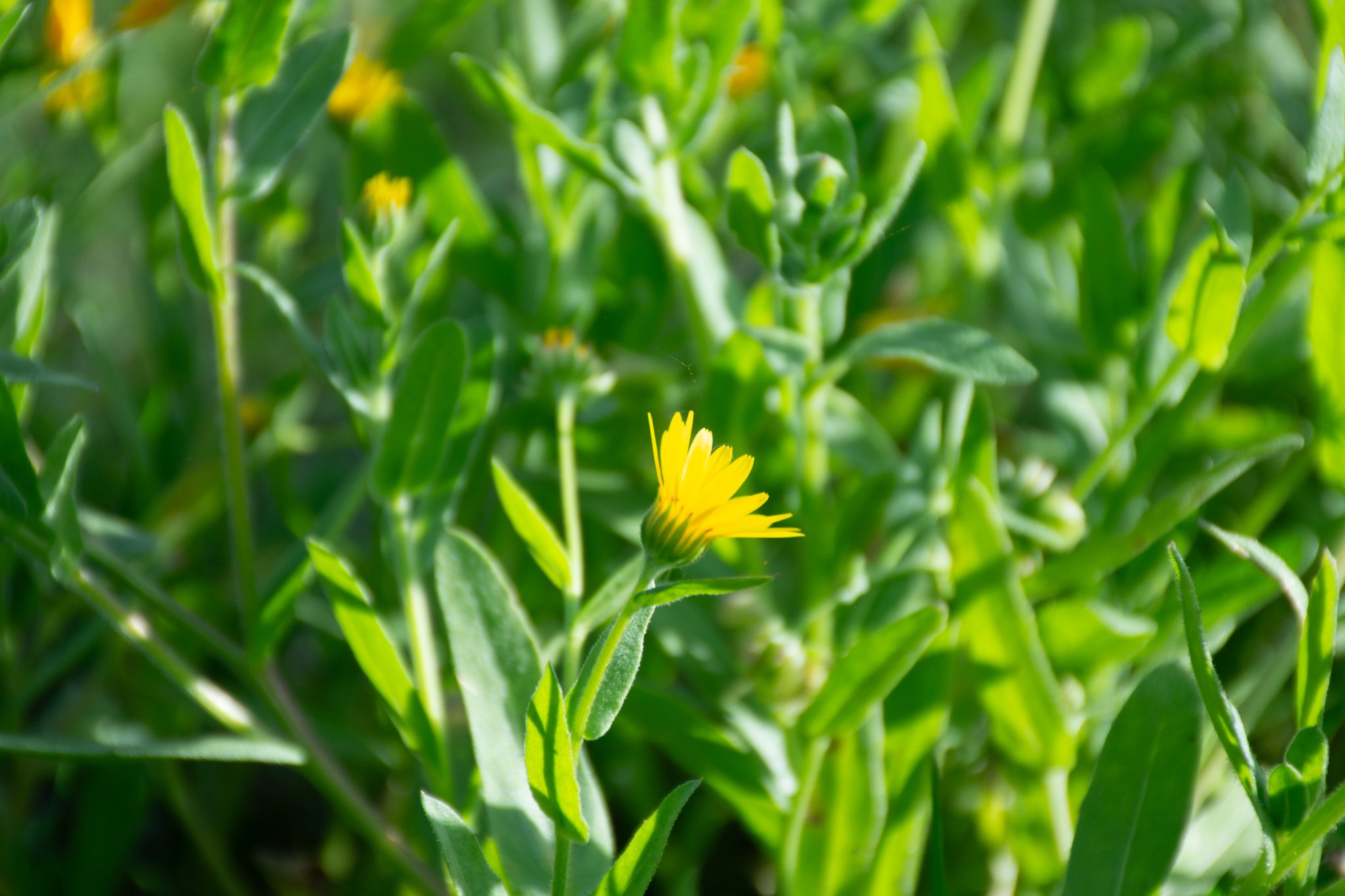 Erva-Vaqueira (Calendula arvensis)_ https___www.biodiversity4all.org_