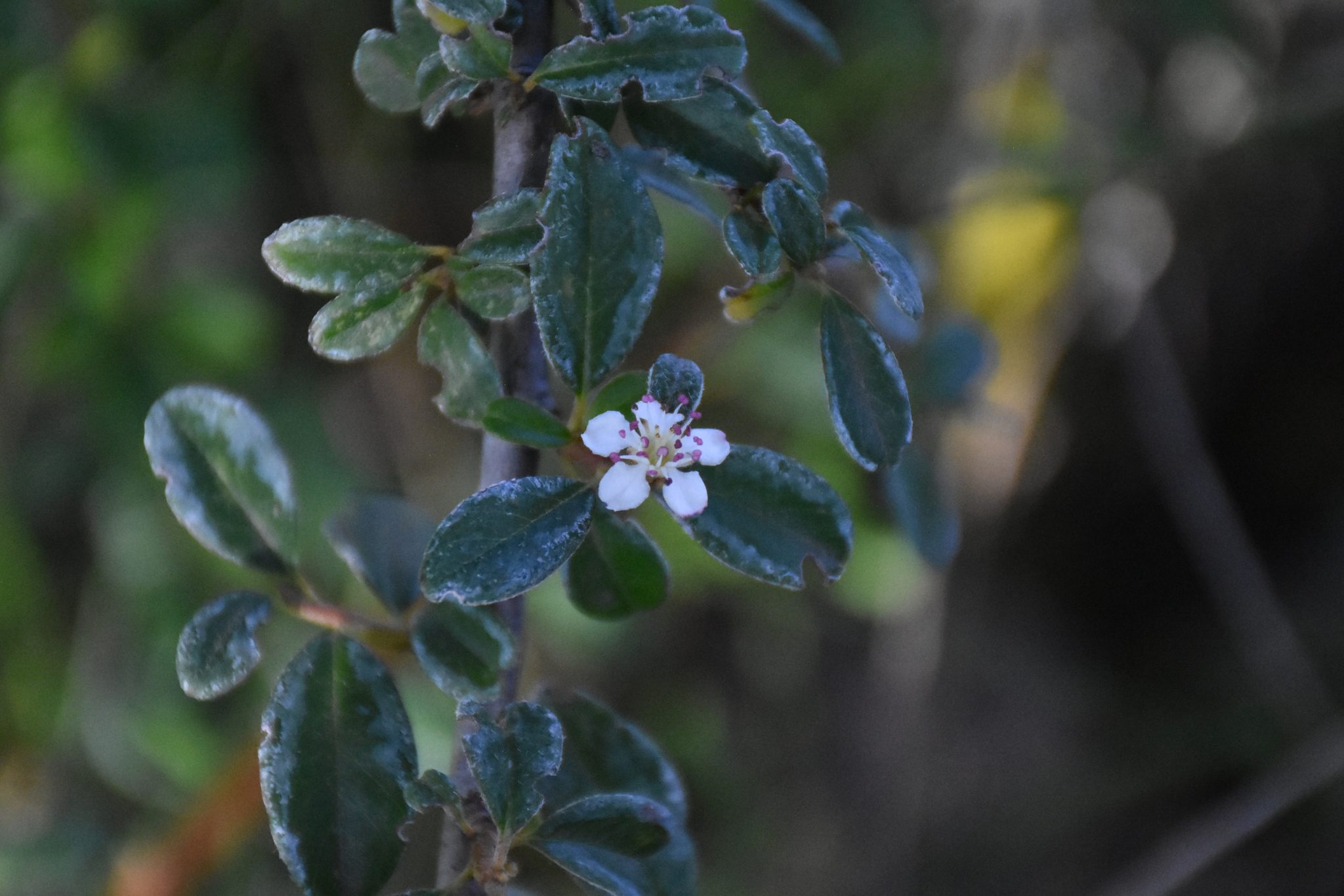 Género Cotoneaster 2(https___www.biodiversity4all.org_)
