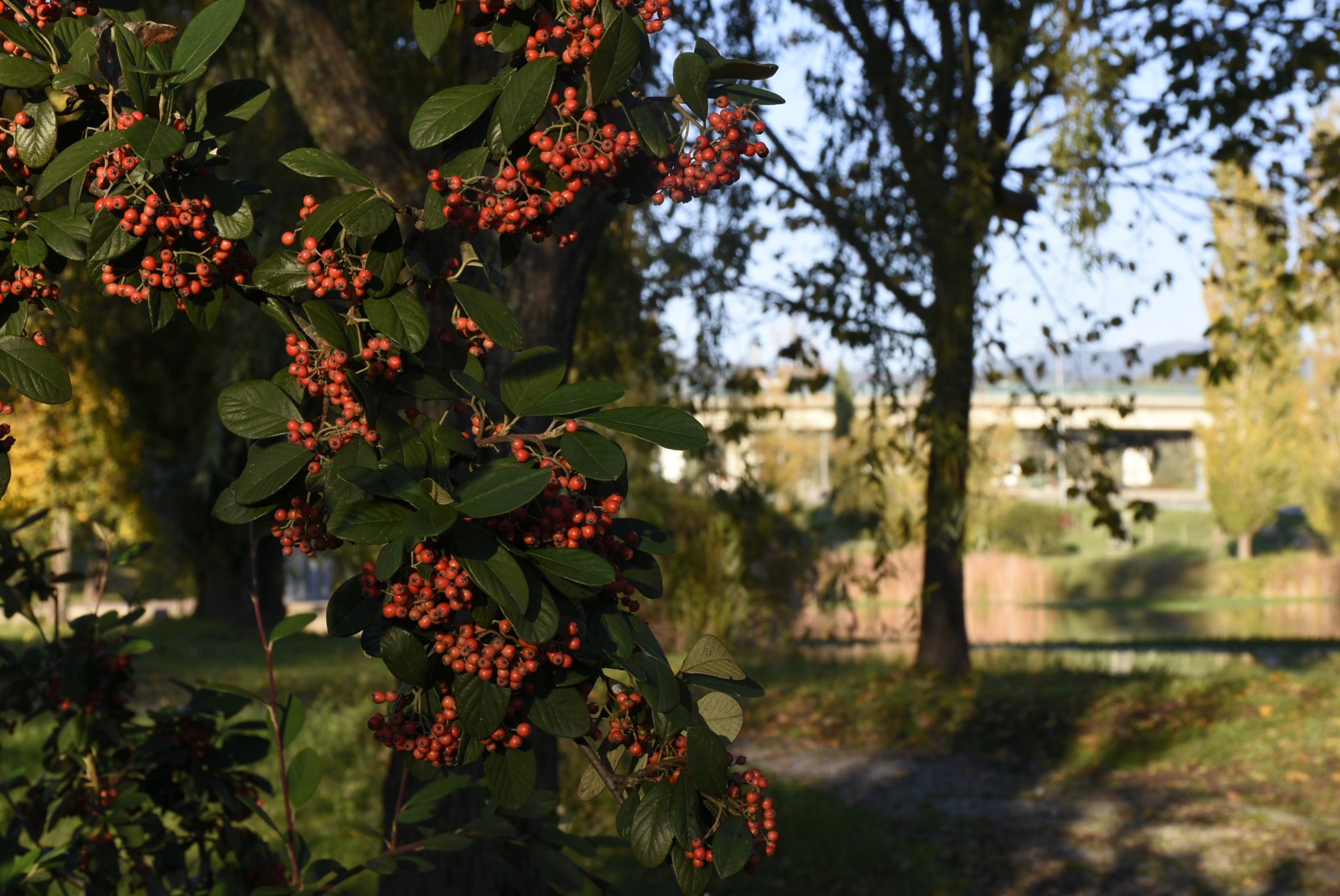 Genero Cotoneaster (https___www.biodiversity4all.org_) (1)