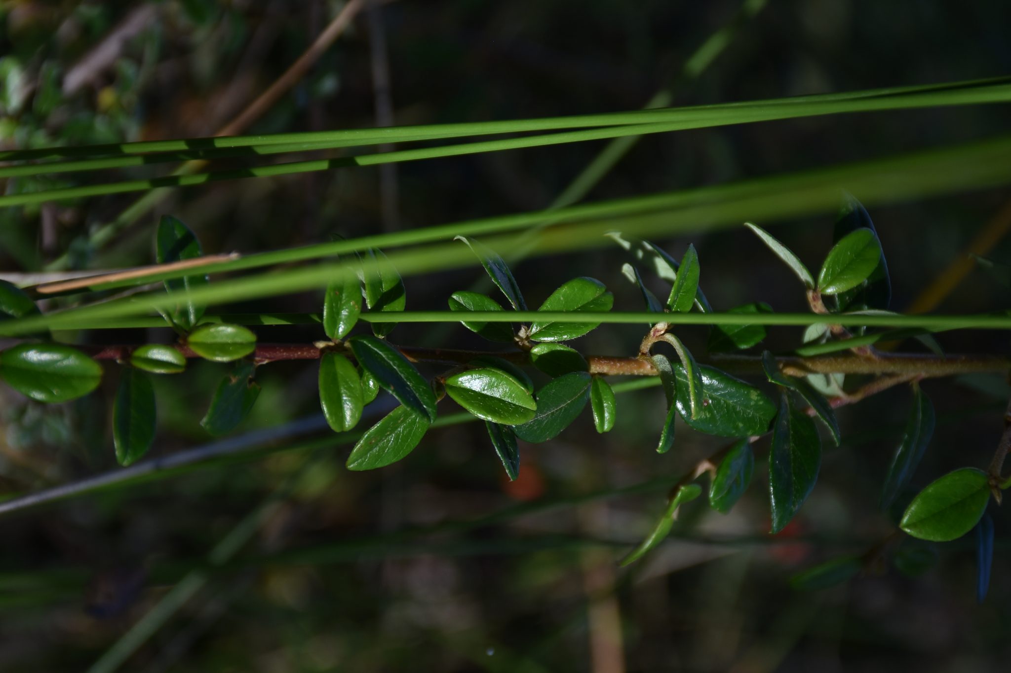 Género Cotoneaster (https___www.biodiversity4all.org_)