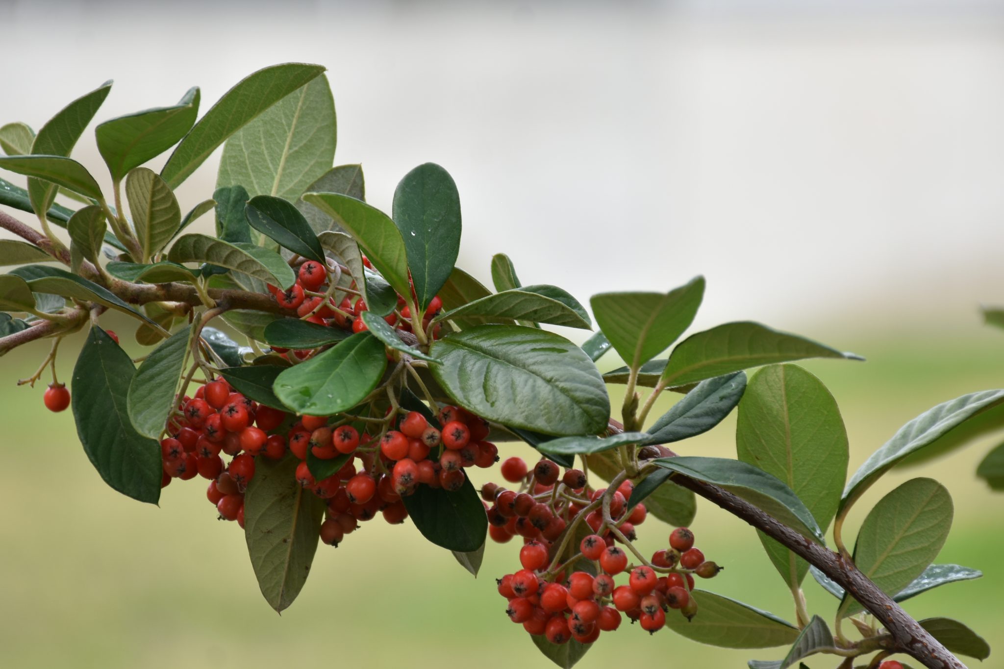 Genero Cotoneaster (https___www.biodiversity4all.org_)