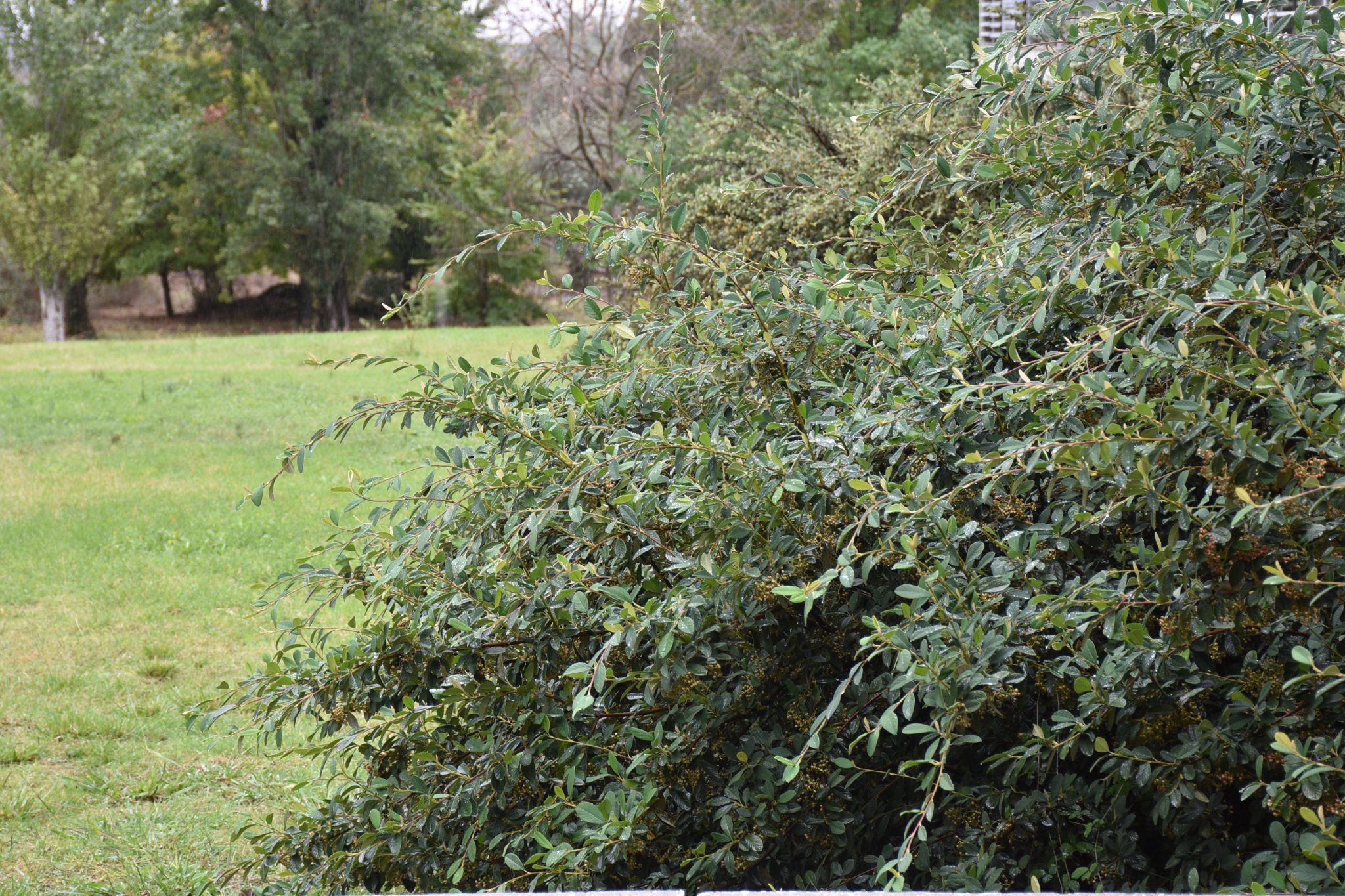 Grinholeira (Cotoneaster coriaceus) _https___www.biodiversity4all.org_