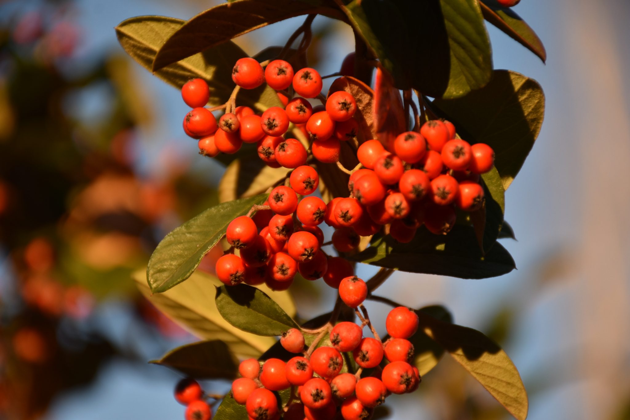 Grinholeira (Cotoneaster coriaceus)_https___www.biodiversity4all.org_