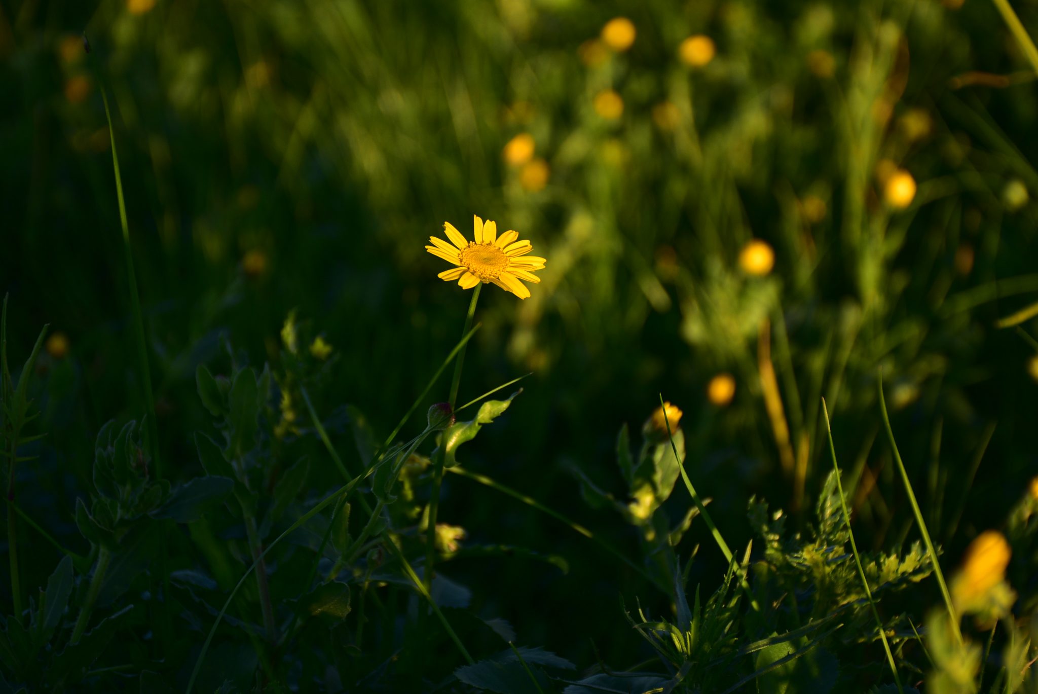 Pampilho_Joana Rodrigues (DA 2)