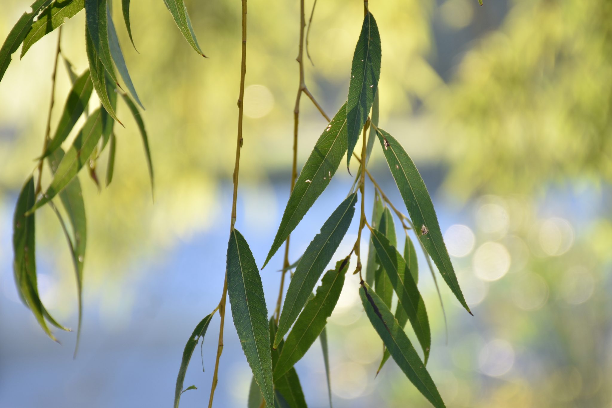 Salgueiro-Chorão Salix babylonica (https___www.biodiversity4all.org_)