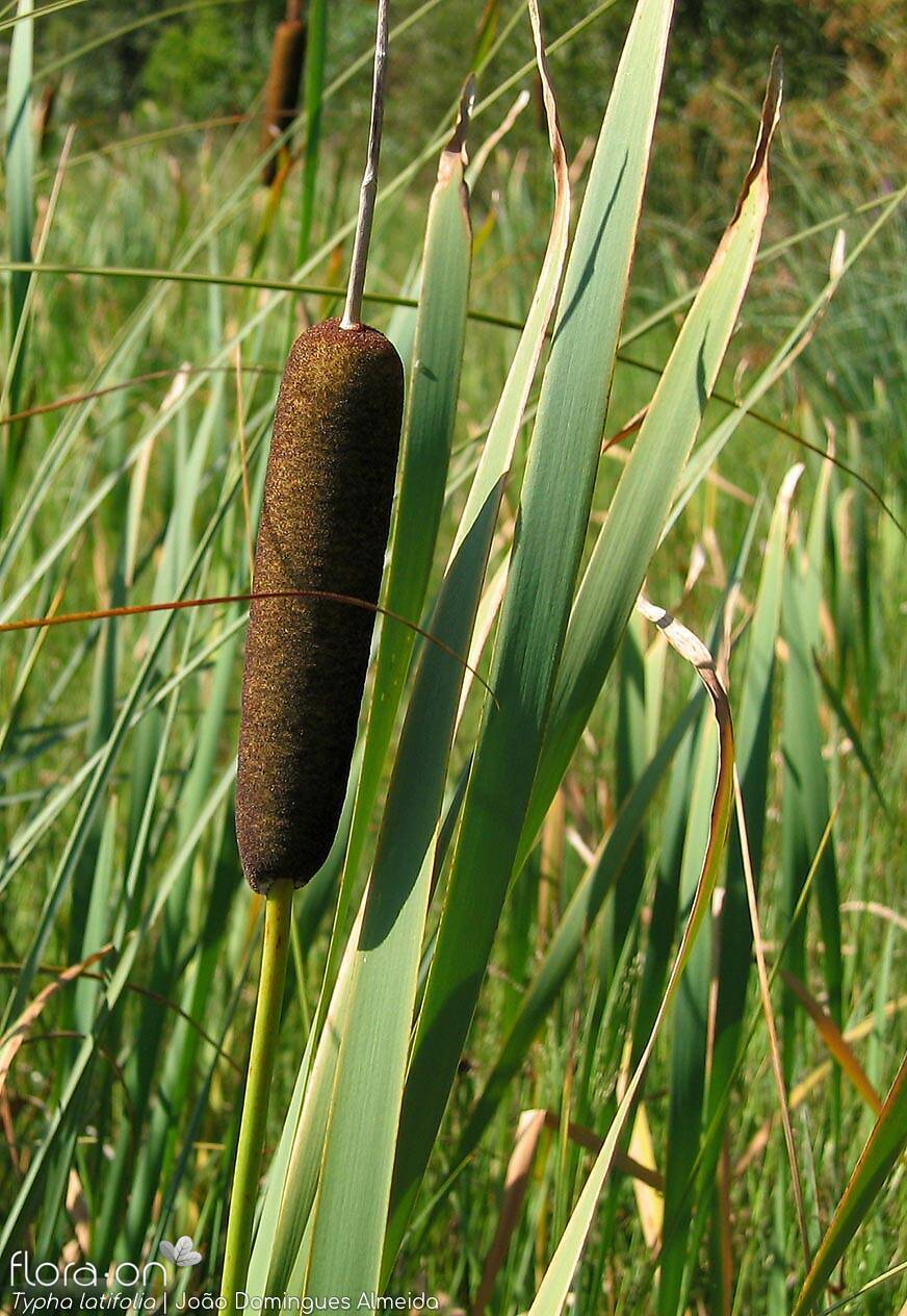 Typha-latifolia (1)