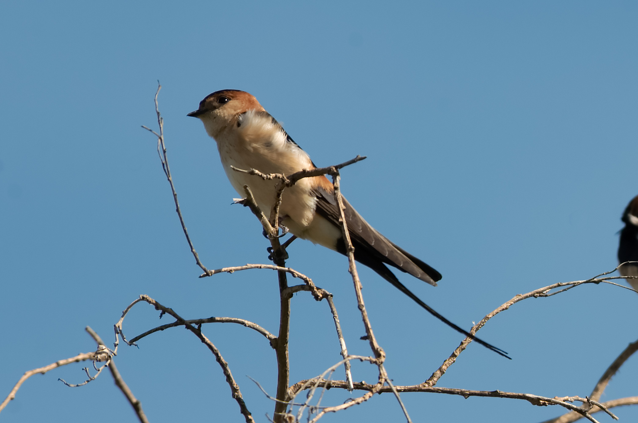 andorinha-daurica 6_RLourenco