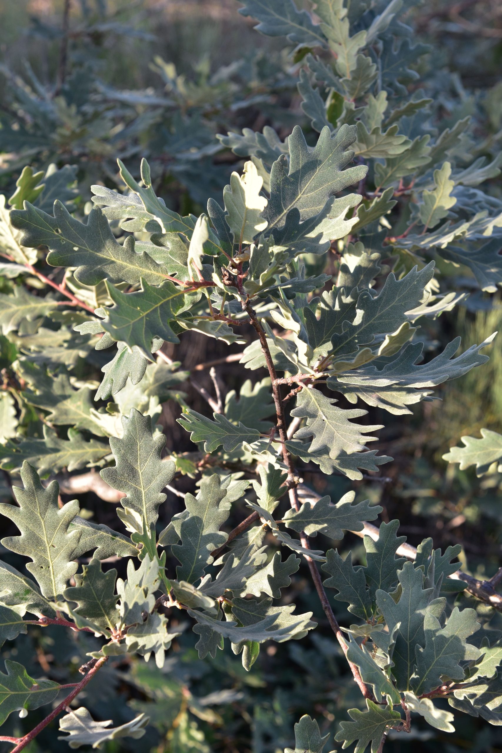 carvalho negral j.pedro 1