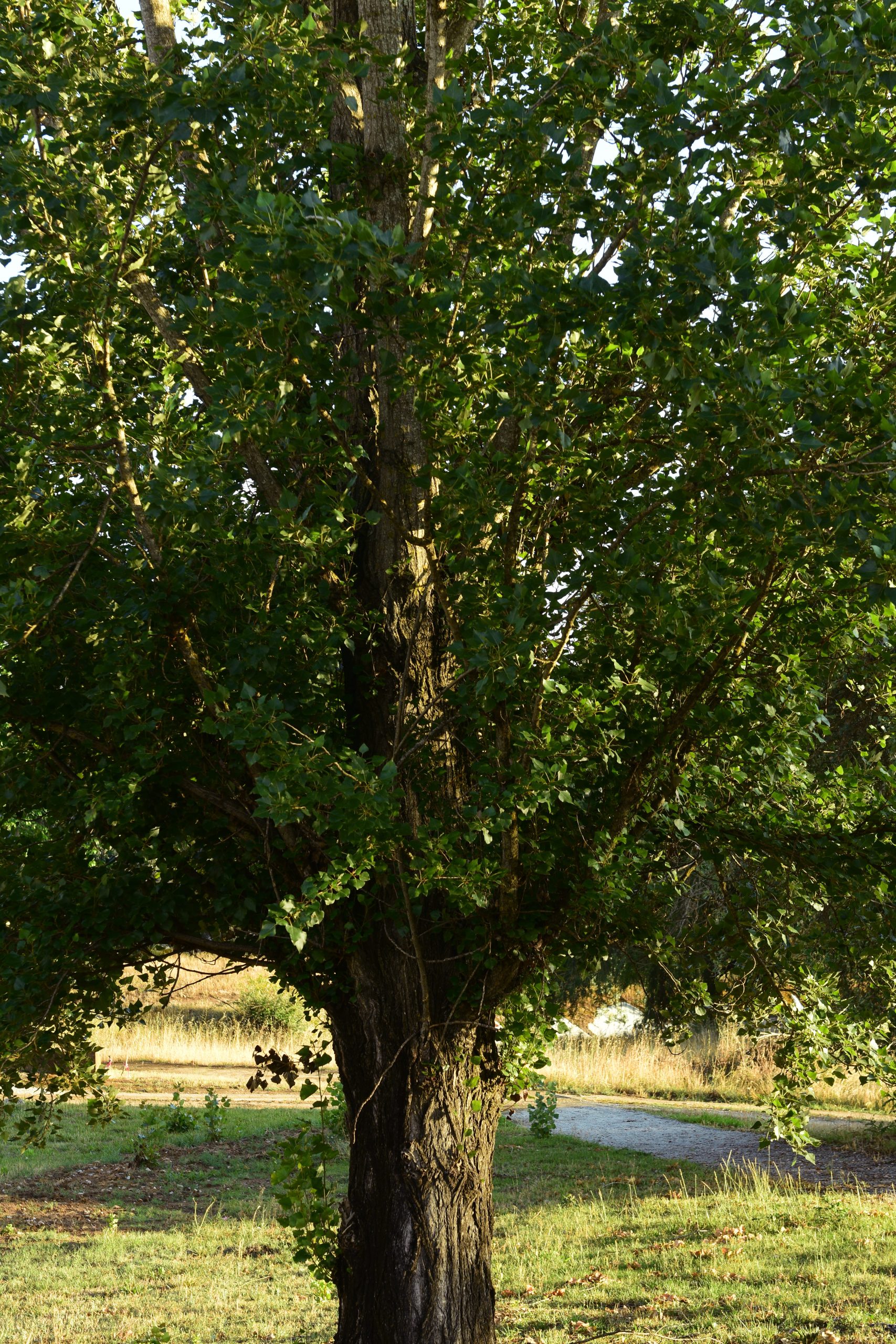 choupo negro j.pedro