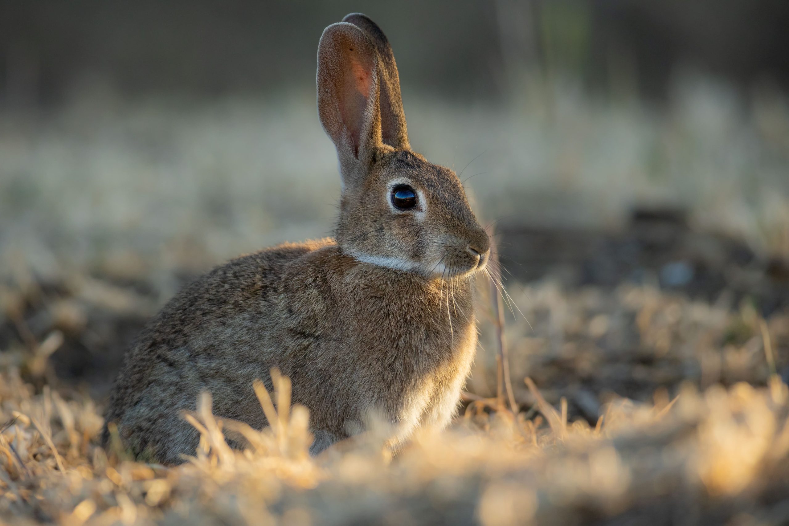 coelho bravo_RLourenco
