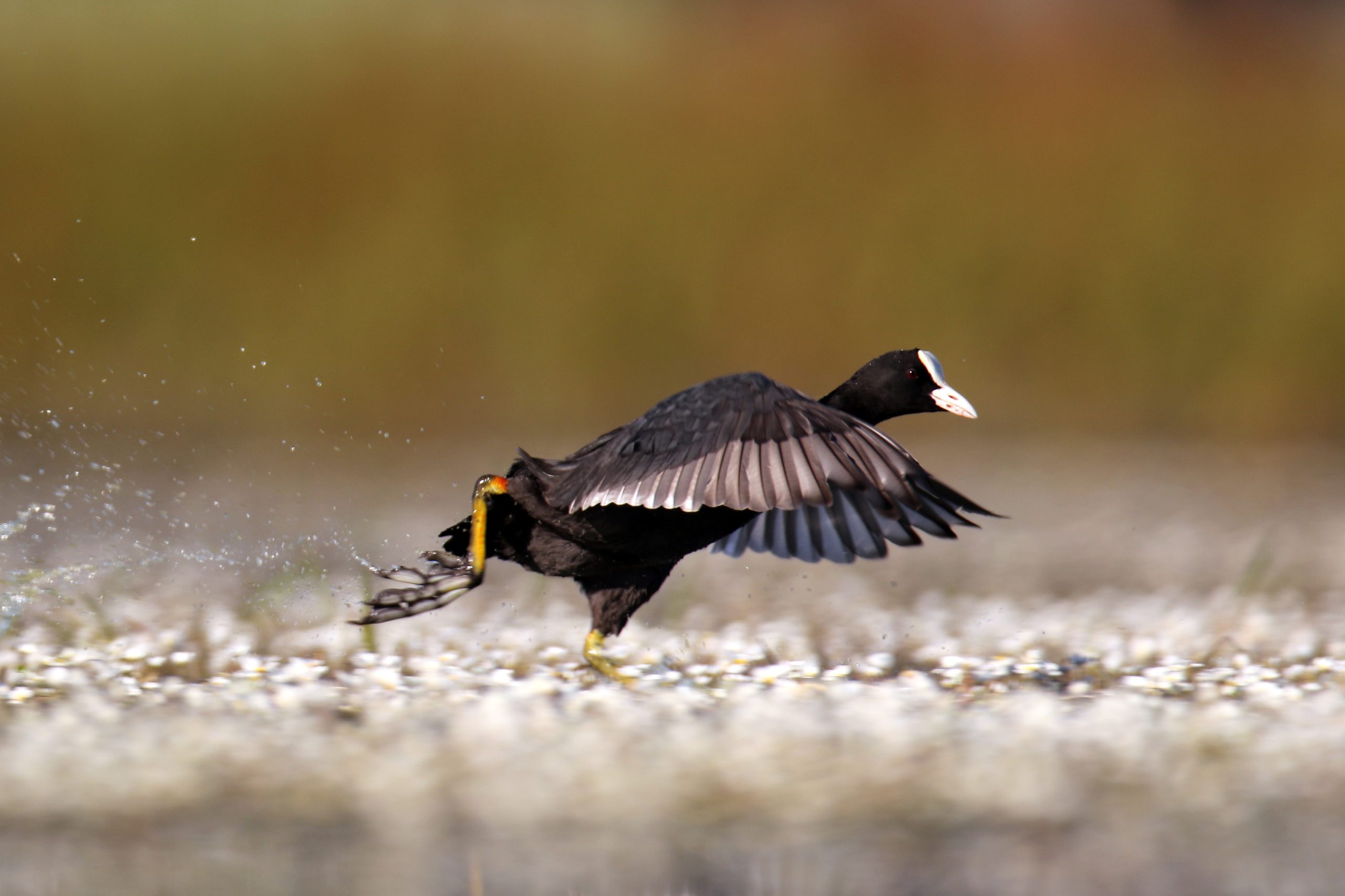 galeirao comum 4_RLourenco