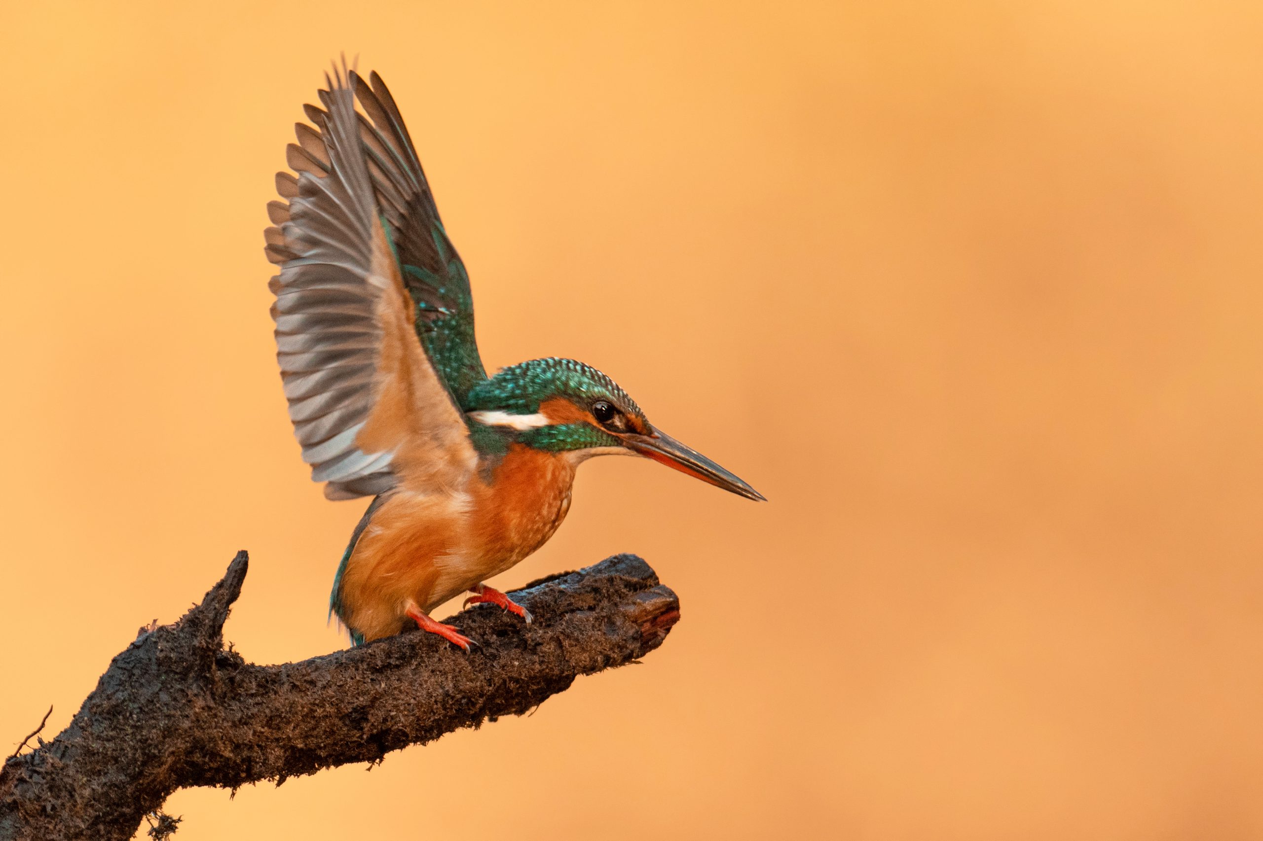 guarda-rios_RLourenco